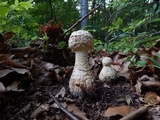Amanita ravenelii image