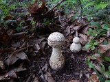 Amanita ravenelii image