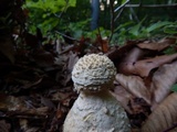 Amanita ravenelii image