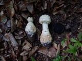 Amanita ravenelii image