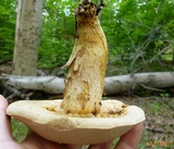 Retiboletus griseus image