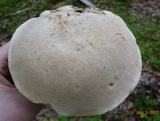 Retiboletus griseus image