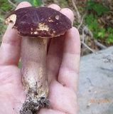 Tylopilus badiceps image