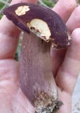 Tylopilus badiceps image