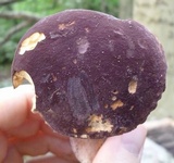 Tylopilus badiceps image