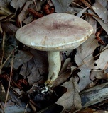 Tylopilus williamsii image