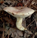 Tylopilus williamsii image