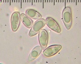 Tylopilus williamsii image