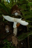 Amanita brunnescens image