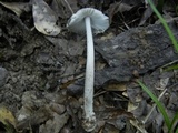 Amanita sect. Vaginatae image