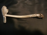 Amanita sect. Vaginatae image