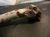 Amanita sect. Vaginatae image
