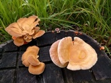 Lentinus strigosus image