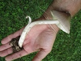 Amanita sect. Vaginatae image