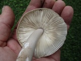 Amanita sect. Vaginatae image