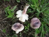Russula mariae image