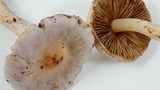 Inocybe ionocephala image
