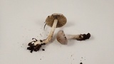 Inocybe ionocephala image