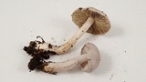 Inocybe ionocephala image