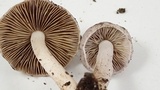 Inocybe ionocephala image