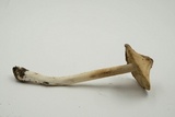 Inocybe sororia image