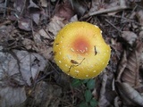 Amanita frostiana image