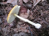 Amanita frostiana image