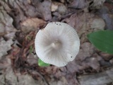 Amanita sect. Vaginatae image