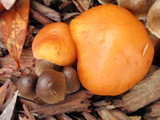 Gymnopilus sapineus image