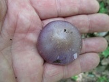 Cortinarius iodes image