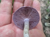 Cortinarius iodes image