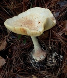 Amanita daucipes image