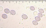 Amanita daucipes image