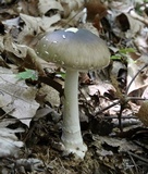Amanita brunnescens image