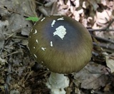 Amanita brunnescens image