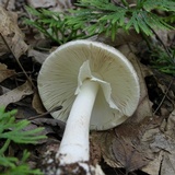 Amanita brunnescens image