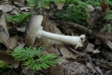 Amanita brunnescens image