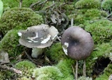 Russula cyanoxantha image