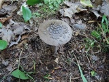 Amanita rhacopus image