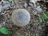 Amanita rhacopus image