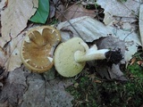 Xanthoconium affine image
