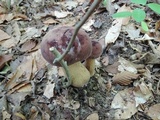 Tylopilus rubrobrunneus image