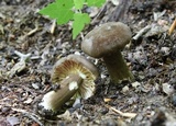 Lactarius lignyotus image