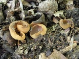 Otidea onotica image