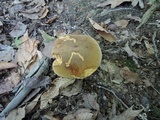 Boletus vermiculosoides image
