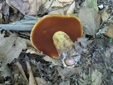Boletus vermiculosoides image