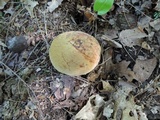 Boletus vermiculosoides image