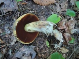 Boletus vermiculosoides image