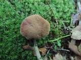 Boletus vermiculosoides image