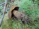Boletus vermiculosus image